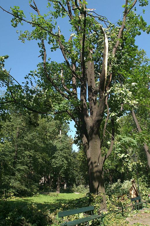 Zranione wiatrem drzewa na krakowskich Plantach.