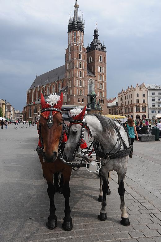 Krakowskie dorożkarstwo odrodziło się w wieku XXI. Zaprzęgów jest dużo i są zadbane, choć miłośnicy przeszłości trochę narzekają