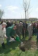 Tradycyjnym elementem obchodów Dni Ziemi jest akcja sadzenia drzew. 