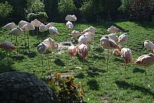 Jednym z licznych sukcesów krakowskiego ZOO jest utrzymywanie dużego stada flamingów.