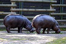 Sympatyczne hipopotamy karłowate, choć w Afryce są gatunkiem zagrożonym wyginięciem, w krakowskim zoo mają się bardzo dobrze.