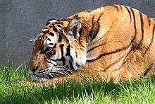 Tygrys amurski zachowuje stoicki spokój w każdej sytuacji, nawet podczas otwarcia nowej "tygrysiarni". 