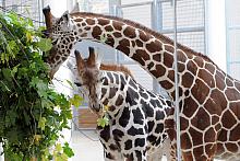 Otwarcie Pawilonu „Żyrafiarni” w Krakowskim Ogrodzie Zoologicznym