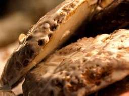    Tradycyjne norymberskie pierniki piecze się na opłatku 