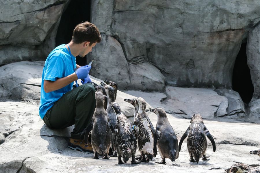 Pingwinarium otwarte! Zapraszamy do zoo!