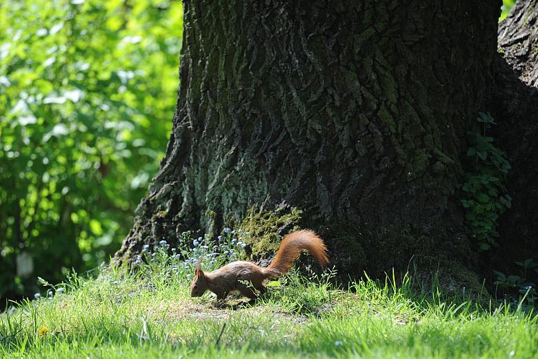 Kiedyś wiewiórki - zwane pieszczotliwie Basiami - spotykało się na Plantach i we wszystkich krakowskich parkach - dziś można je 