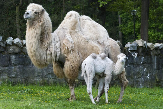 Zoo: maluchy dokazują na wybiegach