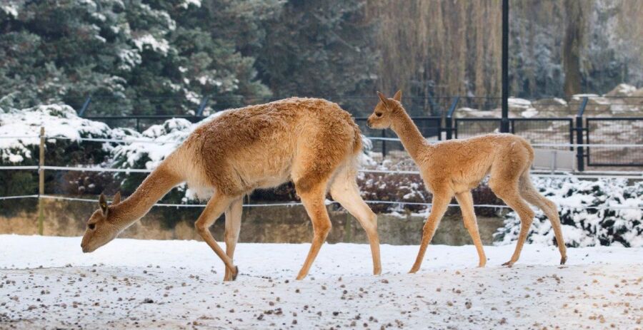 Zoo krakowskie, zwierzęta