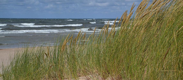 Türisalu klint - klifowe wybrzeże Estonii - widok na wydmową plażę z trawami