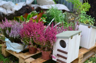 Wrzosy i domek lęgowy dla ptaków