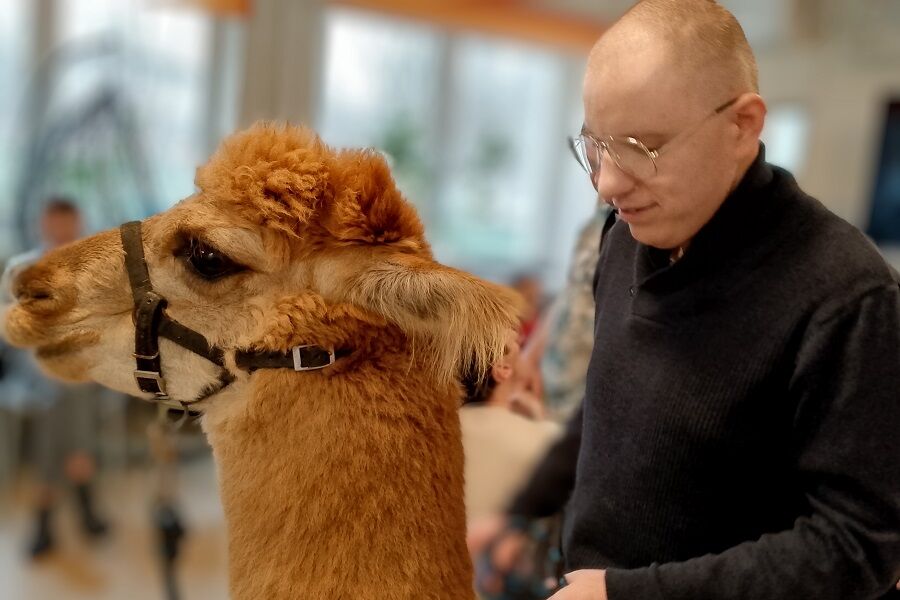 mężczyzna głaszczący alpakę