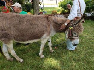 osiołek, który bardzo lubi być głaskany